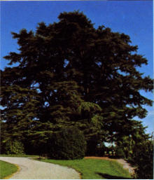 Varese